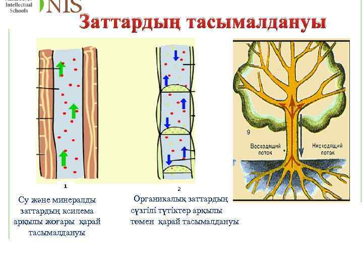 Заттардың тасымалдануы Су және минералды заттардың ксилема арқылы жоғары қарай тасымалдануы Органикалық заттардың сүзгілі