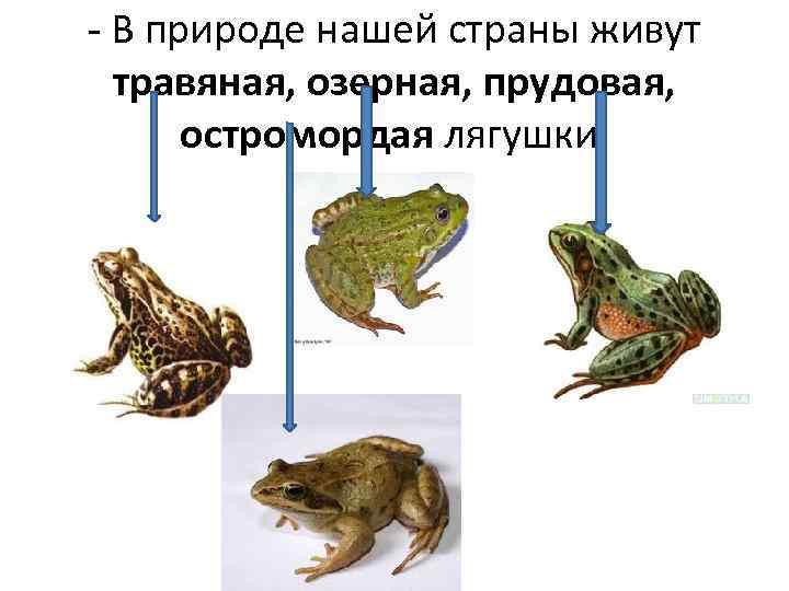 Какой тип развития характерен для лягушки