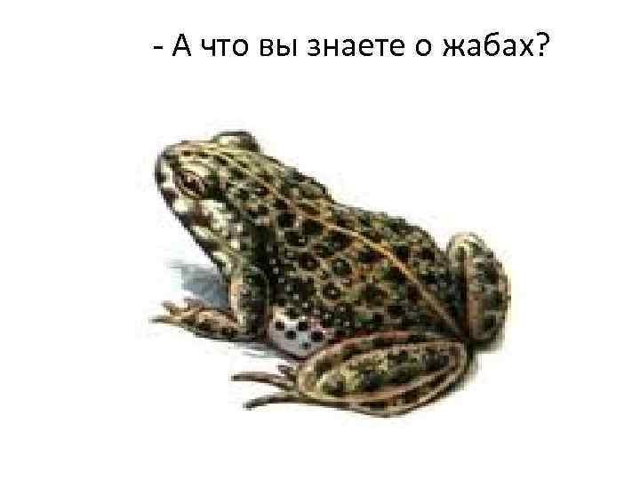 - А что вы знаете о жабах? 