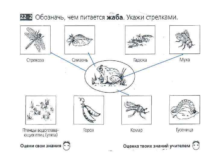 Жужелица схема слова цветная. Жужелица цепь питания. Летучая мышь 2 синицы жаба и жужелица. Растения улитка жужелица Кавказская цепь питания. Жаба и жужелица схематический рисунок по охране сада 2 класс.