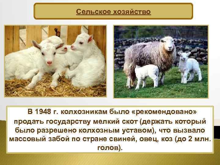 Сельское хозяйство В 1948 г. колхозникам было «рекомендовано» продать государству мелкий скот (держать который