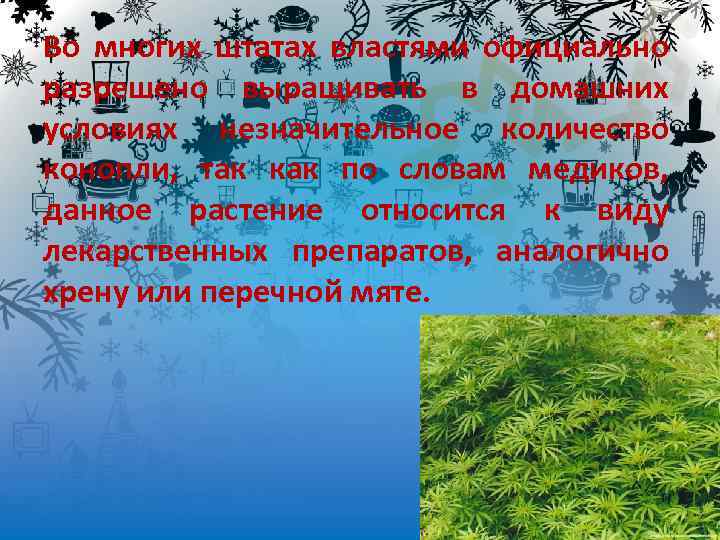 Во многих штатах властями официально разрешено выращивать в домашних условиях незначительное количество конопли, так