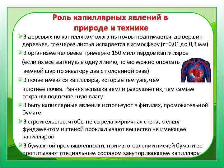 Роль капиллярных явлений в природе и технике ØВ деревьях по капиллярам влага из почвы