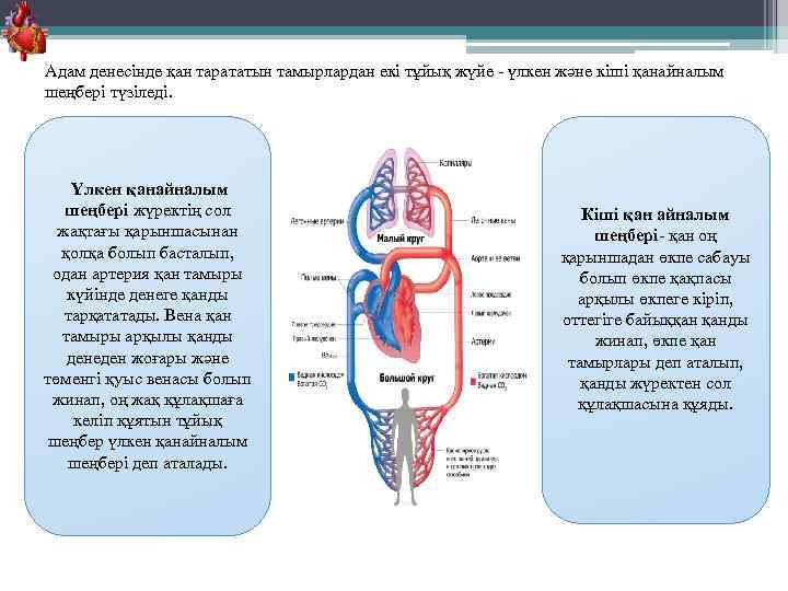 Қан айналым шеңбері