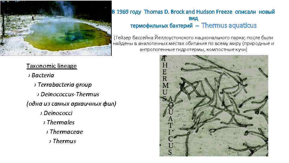 В 1969 году Thomas D. Brock and Hudson Freeze описали новый вид термофильных бактерий