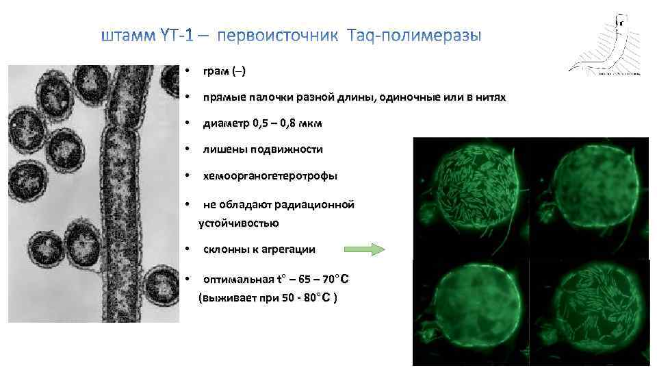  • грам (─) • прямые палочки разной длины, одиночные или в нитях •