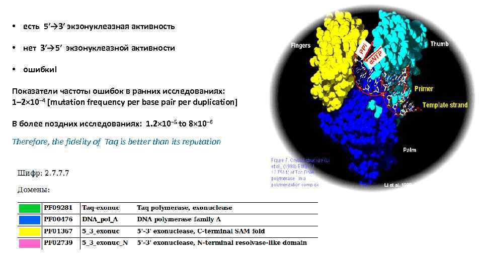  • есть 5′→ 3′ экзонуклеазная активность • нет 3′→ 5′ экзонуклеазной активности •