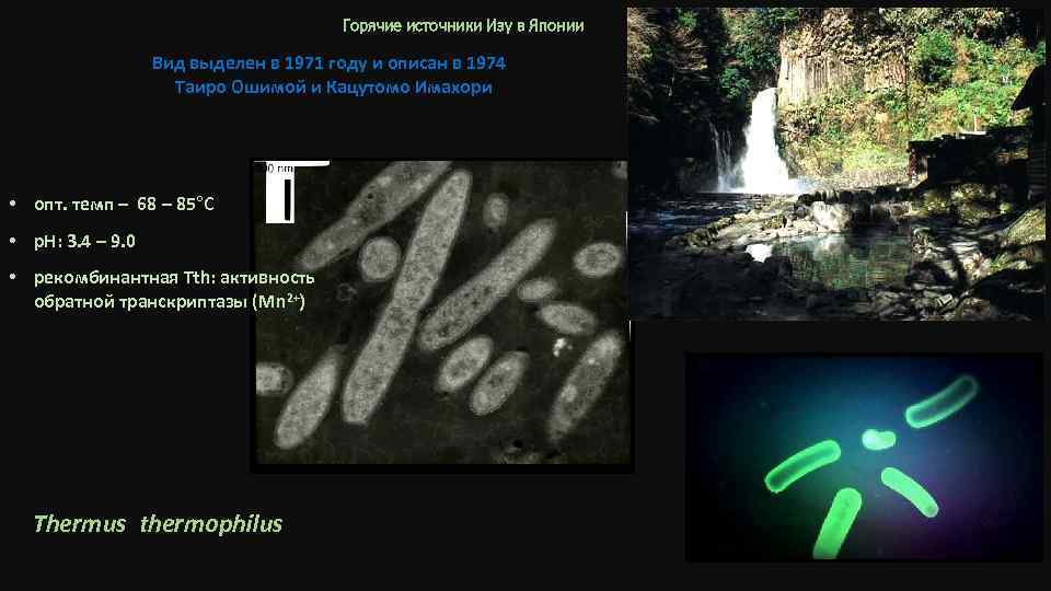 Горячие источники Изу в Японии Вид выделен в 1971 году и описан в 1974