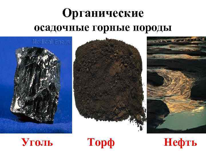Органические осадочные горные породы Уголь Торф Нефть 