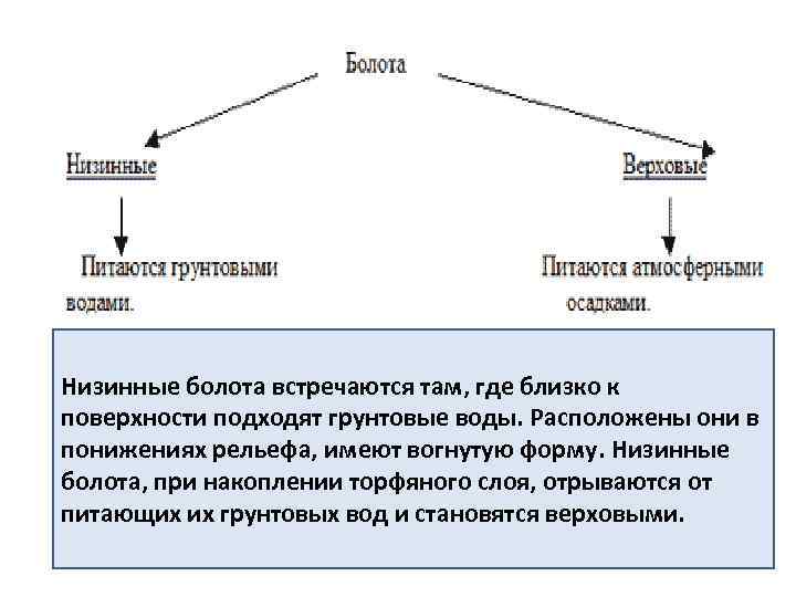Низинные болота встречаются там, где близко к поверхности подходят грунтовые воды. Расположены они в