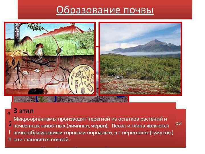 Образование почвы Процесс образования почвы идёт очень медленно, за 100 лет образуется слой почвы