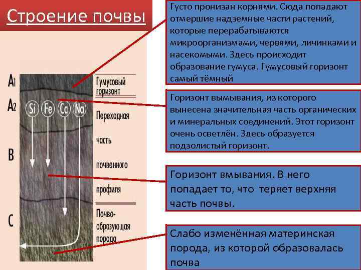 Строение почвы Густо пронизан корнями. Сюда попадают отмершие надземные части растений, которые перерабатываются микроорганизмами,