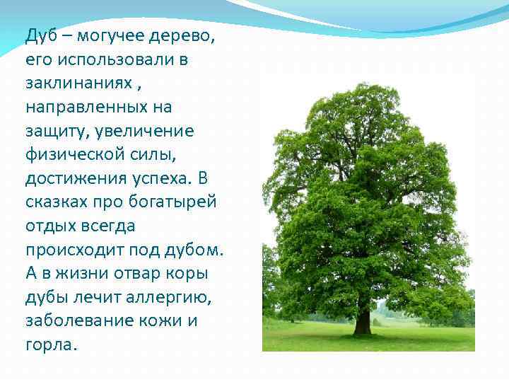 Дуб – могучее дерево, его использовали в заклинаниях , направленных на защиту, увеличение физической