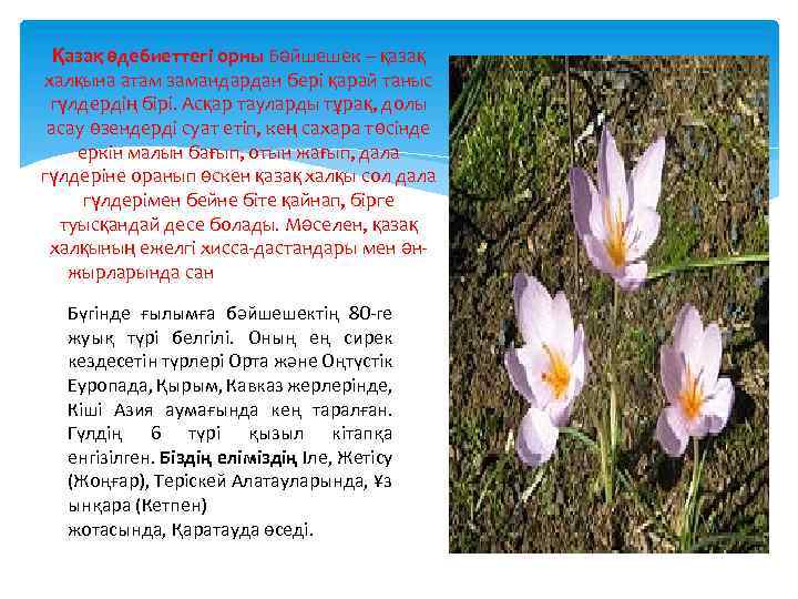 Қазақ әдебиеттегі орны Бәйшешек – қазақ халқына атам замандардан бері қарай таныс гүлдердің бірі.