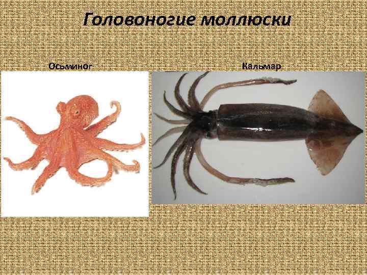 Осьминог кальмар каракатица. Кальмар и осьминог. Классификация головоногих. Кальмар и осьминог разница. Спрут кальмар и осьминог разница.