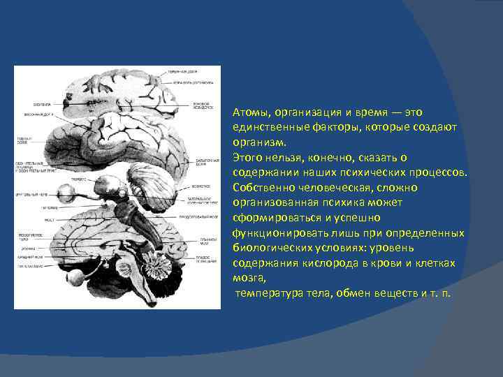 Атомы, организация и время — это единственные факторы, которые создают организм. Этого нельзя, конечно,