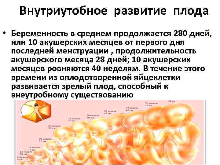 Внутриутобное развитие плода • Беременность в среднем продолжается 280 дней, или 10 акушерских месяцев