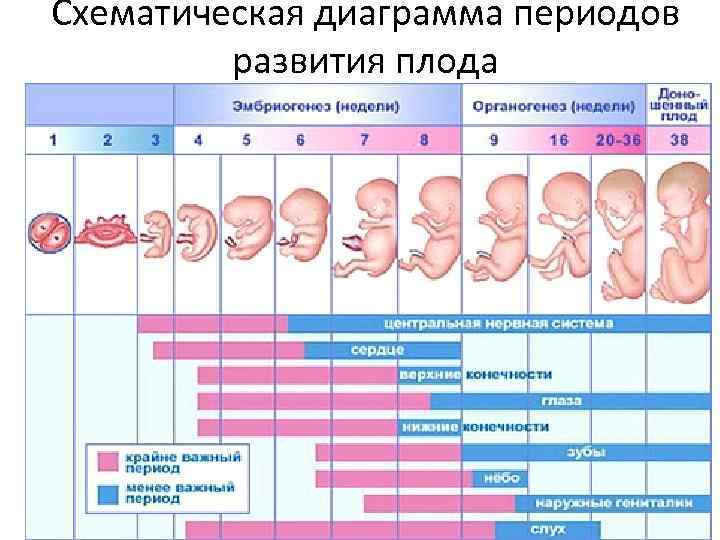 Схематическая диаграмма периодов развития плода 