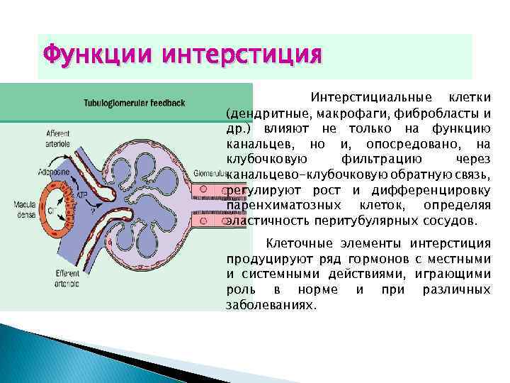 Функции интерстиция Интерстициальные клетки (дендритные, макрофаги, фибробласты и др. ) влияют не только на