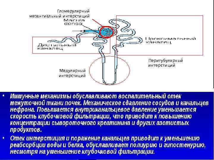 Гломерулярный мезангиальный интерстиций Медулярный интерстиций Перитубулярный интерстиций 