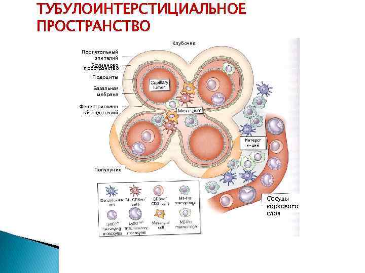 ТУБУЛОИНТЕРСТИЦИАЛЬНОЕ ПРОСТРАНСТВО Клубочек Париетальный эпителий Боуменово пространство Подоциты Базальная мебрана Фенестриованн ый эндотелий Интерст