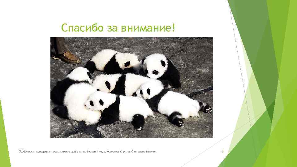 Спасибо за внимание! Особенности поведения и размножения жабы пипа. Гурьев Тимур, Молчанов Кирилл, Степырева