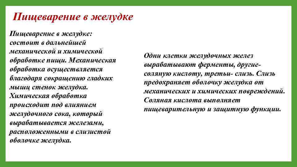 Пищеварение в желудке: состоит в дальнейшей механической и химической обработке пищи. Механическая обработка осуществляется