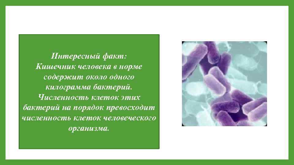 Интересный факт: Кишечник человека в норме содержит около одного килограмма бактерий. Численность клеток этих