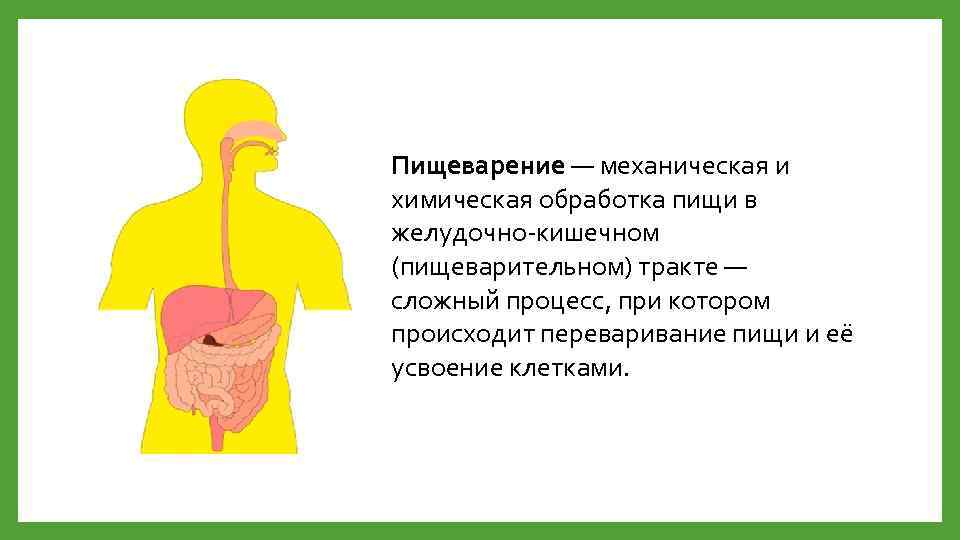 Пищеварение — механическая и химическая обработка пищи в желудочно-кишечном (пищеварительном) тракте — сложный процесс,