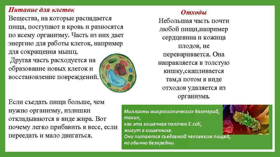 Питание для клеток Вещества, на которые распадается пища, поступают в кровь и разносятся по