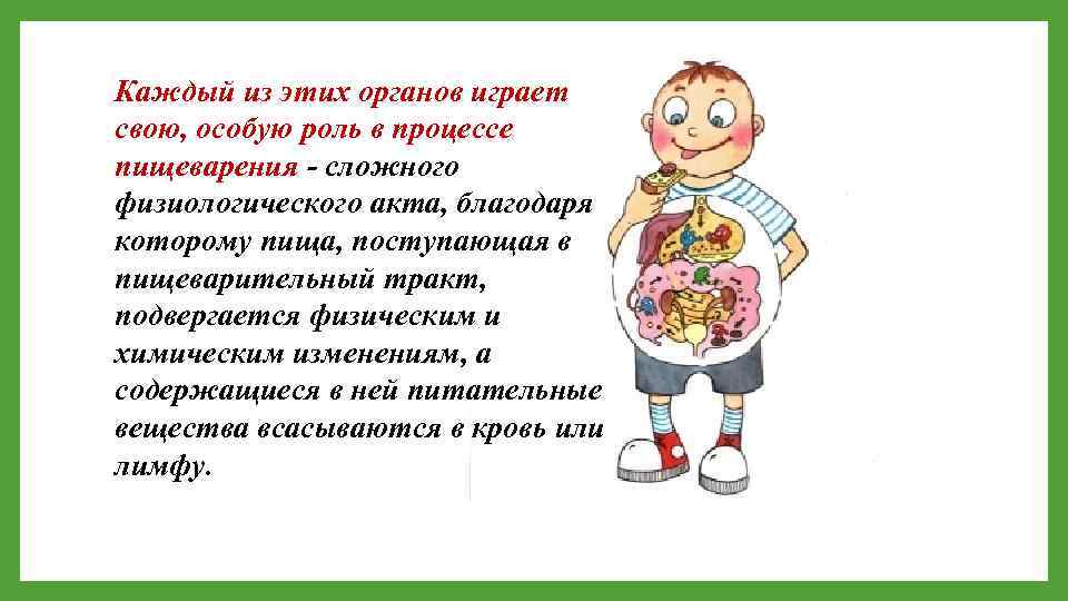 Каждый из этих органов играет свою, особую роль в процессе пищеварения - сложного физиологического