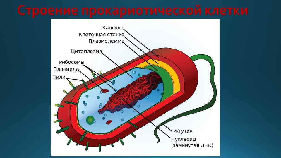 Строение прокариотической клетки 