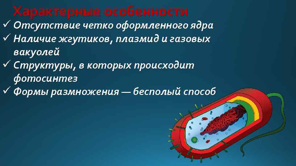 Характерные особенности ü Отсутствие четко оформленного ядра ü Наличие жгутиков, плазмид и газовых вакуолей