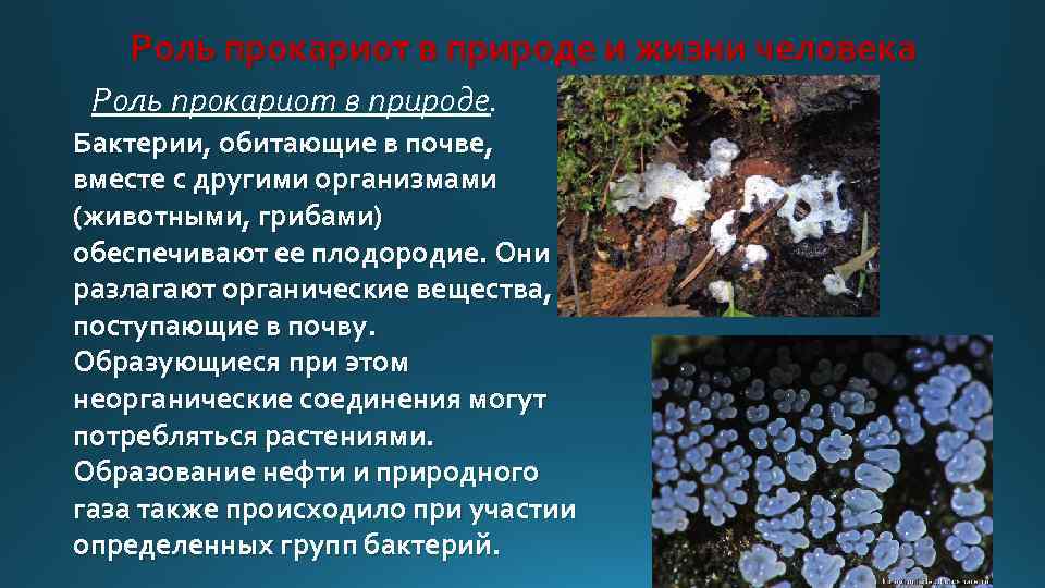 Роль прокариот в природе и жизни человека Роль прокариот в природе. Бактерии, обитающие в