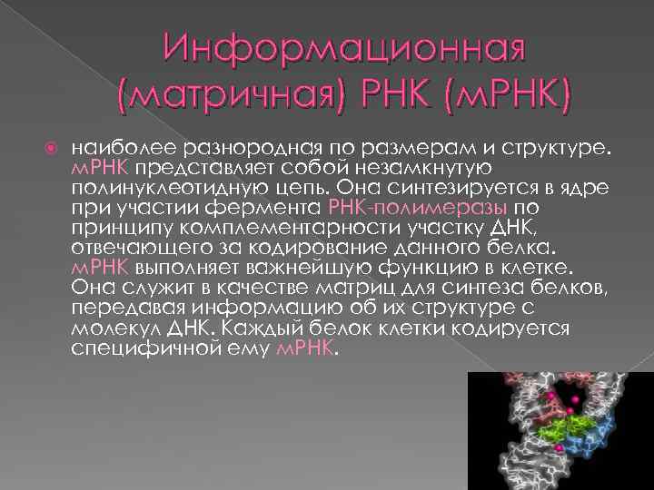 Информационная (матричная) РНК (м. РНК) наиболее разнородная по размерам и структуре. м. РНК представляет