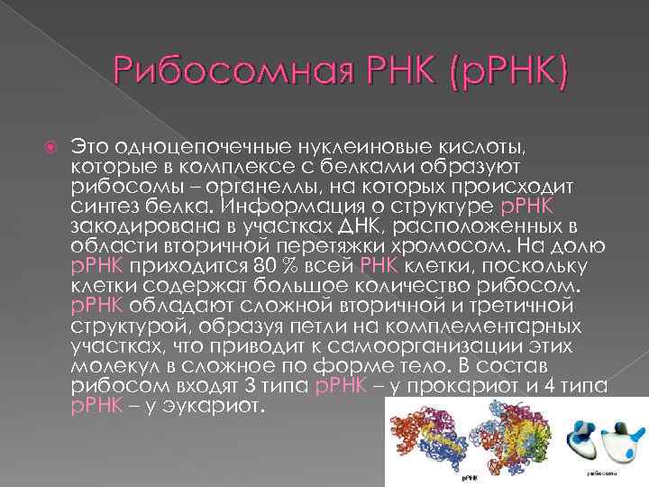 Рибосомная РНК (р. РНК) Это одноцепочечные нуклеиновые кислоты, которые в комплексе с белками образуют