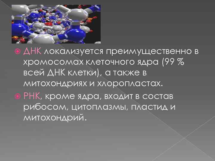 ДНК локализуется преимущественно в хромосомах клеточного ядра (99 % всей ДНК клетки), а также