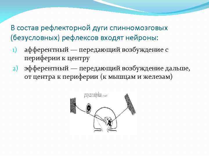 В состав рефлекторной дуги спинномозговых (безусловных) рефлексов входят нейроны: афферентный — передающий возбуждение с