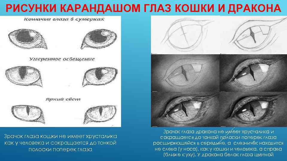 РИСУНКИ КАРАНДАШОМ ГЛАЗ КОШКИ И ДРАКОНА Зрачок глаза кошки не имеет хрусталика как у