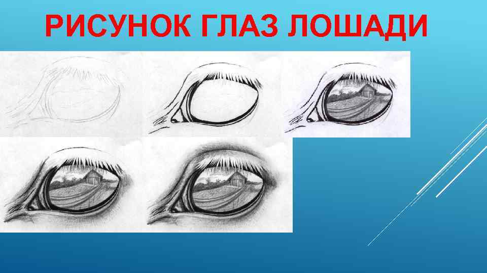 РИСУНОК ГЛАЗ ЛОШАДИ 