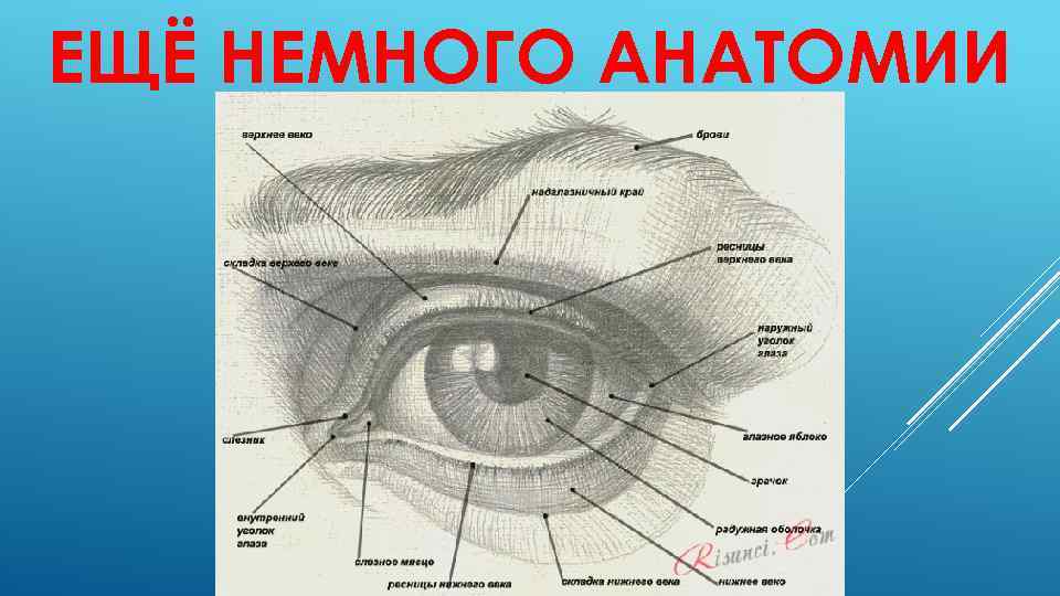 ЕЩЁ НЕМНОГО АНАТОМИИ 