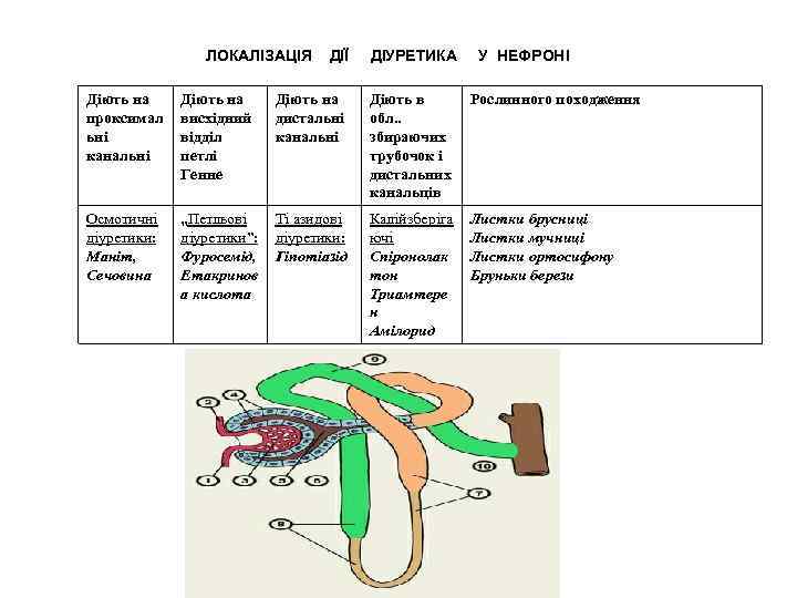 ЛОКАЛІЗАЦІЯ ДІЇ ДІУРЕТИКА У НЕФРОНІ Діють на проксимал ьні канальні Діють на висхідний відділ