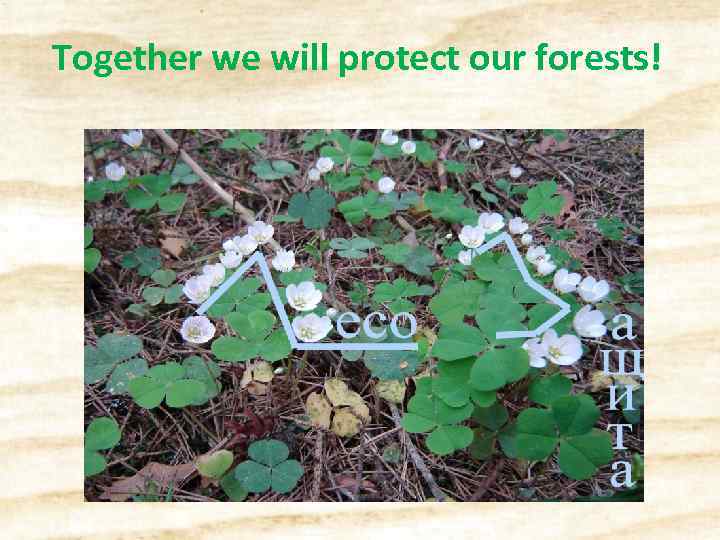 Together we will protect our forests! 