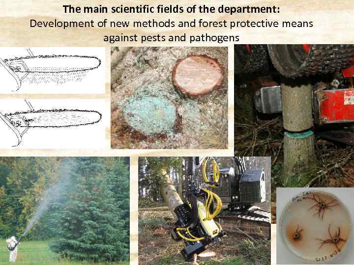 The main scientific fields of the department: Development of new methods and forest protective