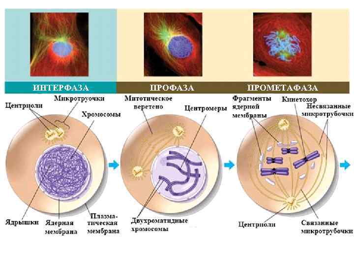 Анафаза митоза рисунок с подписями