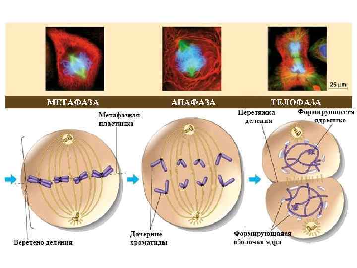 Анафаза метафаза анафаза телофаза рисунок