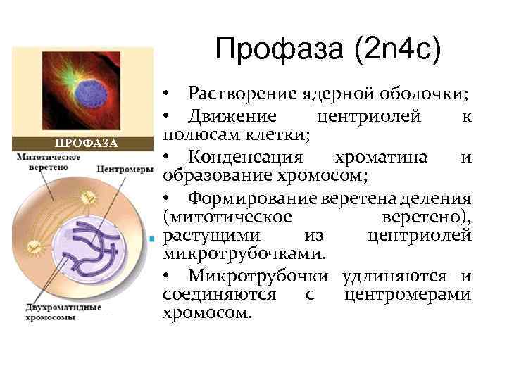 Анафаза метафаза анафаза телофаза рисунок