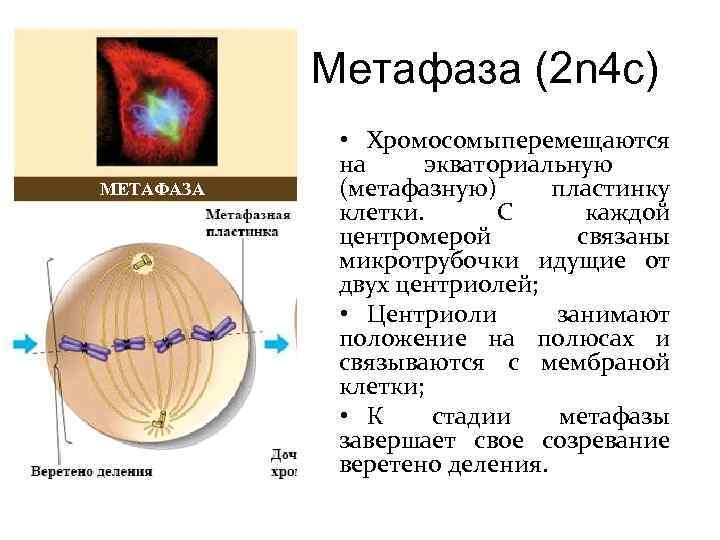 Анафаза метафаза анафаза телофаза рисунок