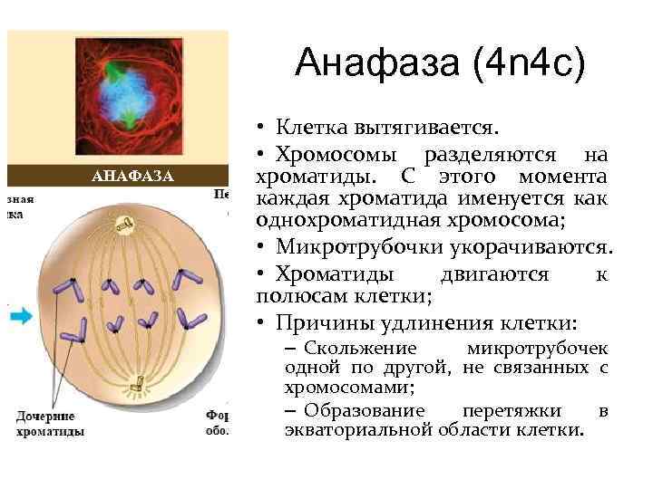 Анафаза метафаза анафаза телофаза рисунок