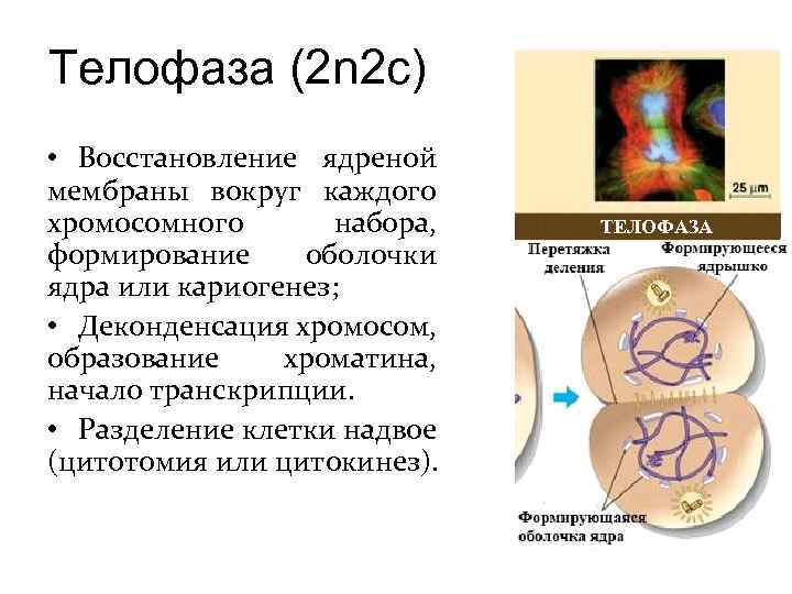 Митоз телофаза рисунок